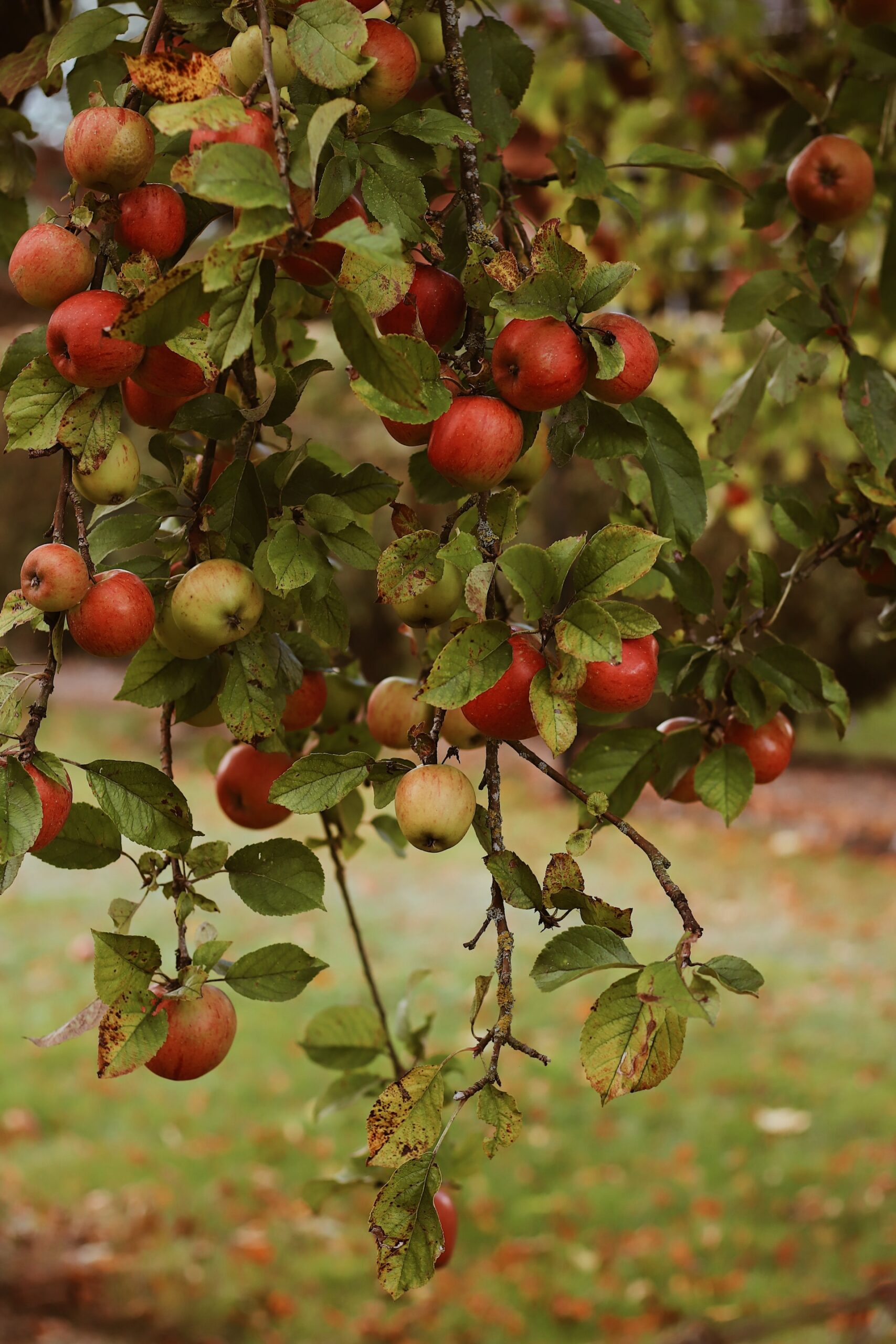 From Tree to Table - Apple Picking