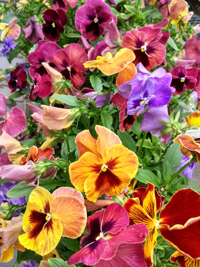 Bohemian-inspired Floral Popsicles - Pansies