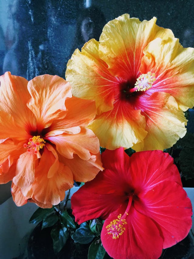 Bohemian-inspired Floral Popsicles - Hibiscus